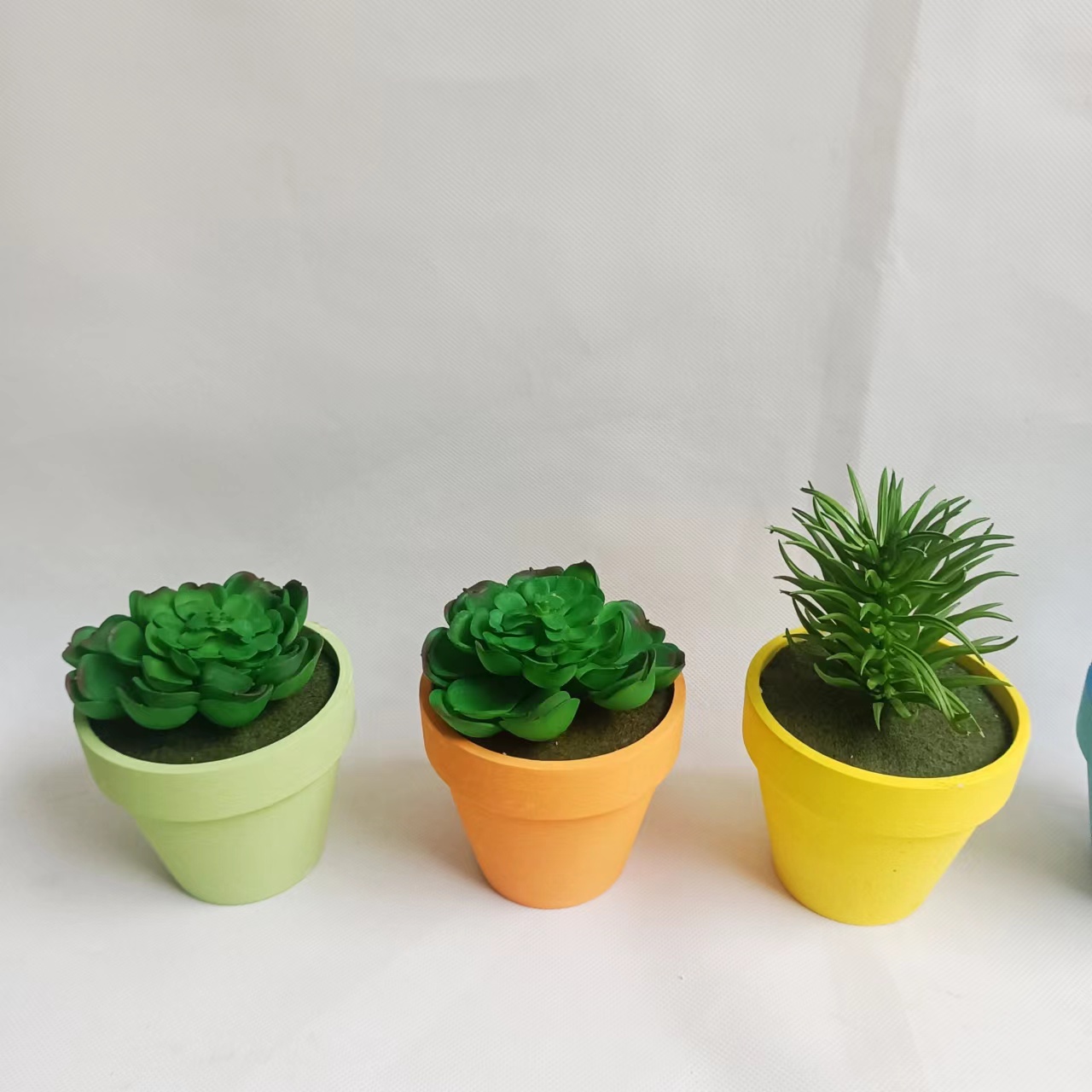 succulent plants